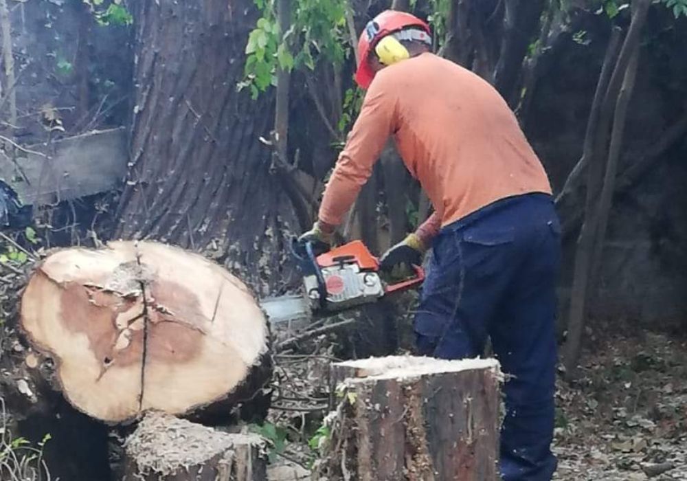 Retiro de ramas y troncos 